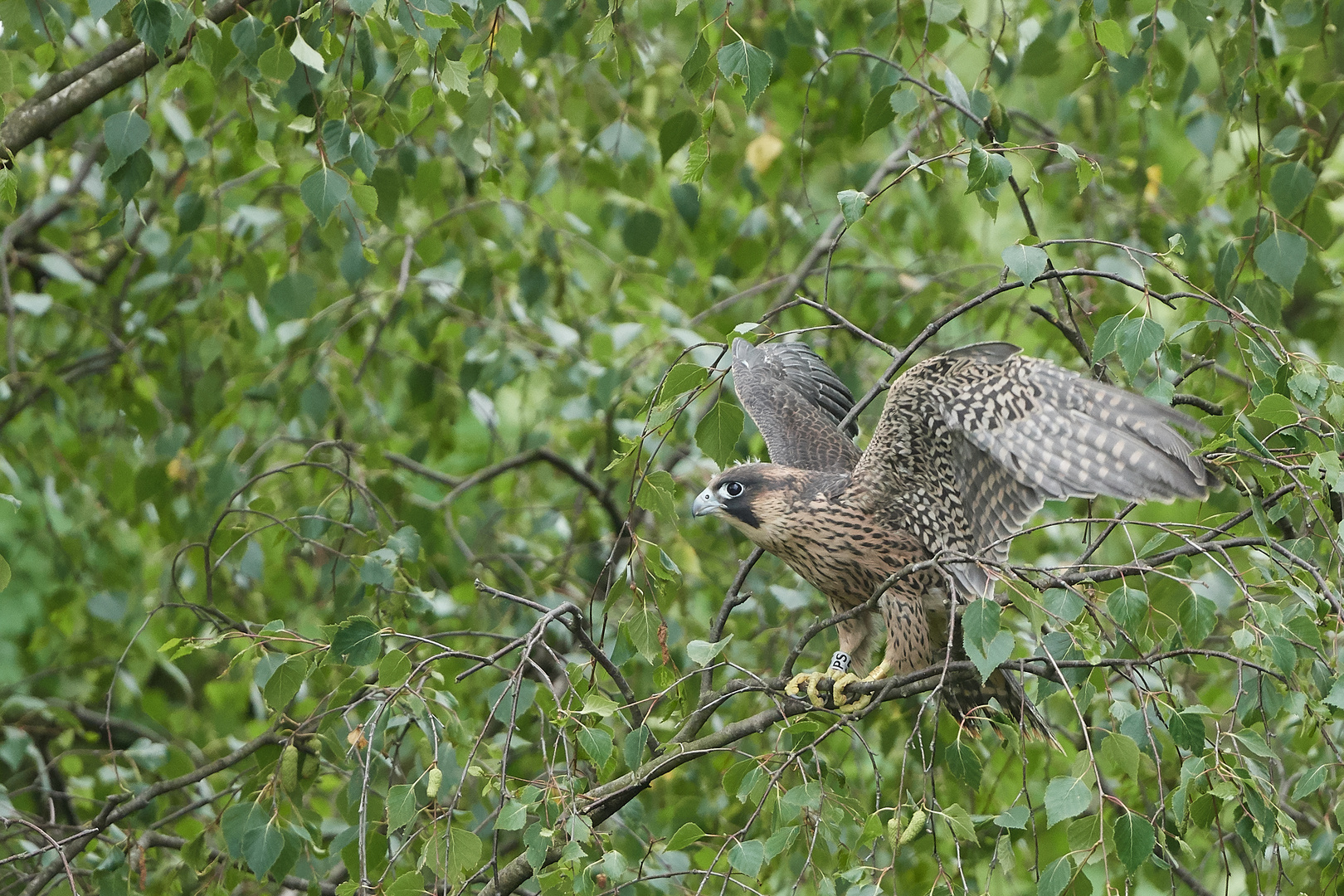 Wanderfalke nach Beringung