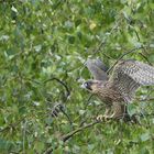 Wanderfalke nach Beringung