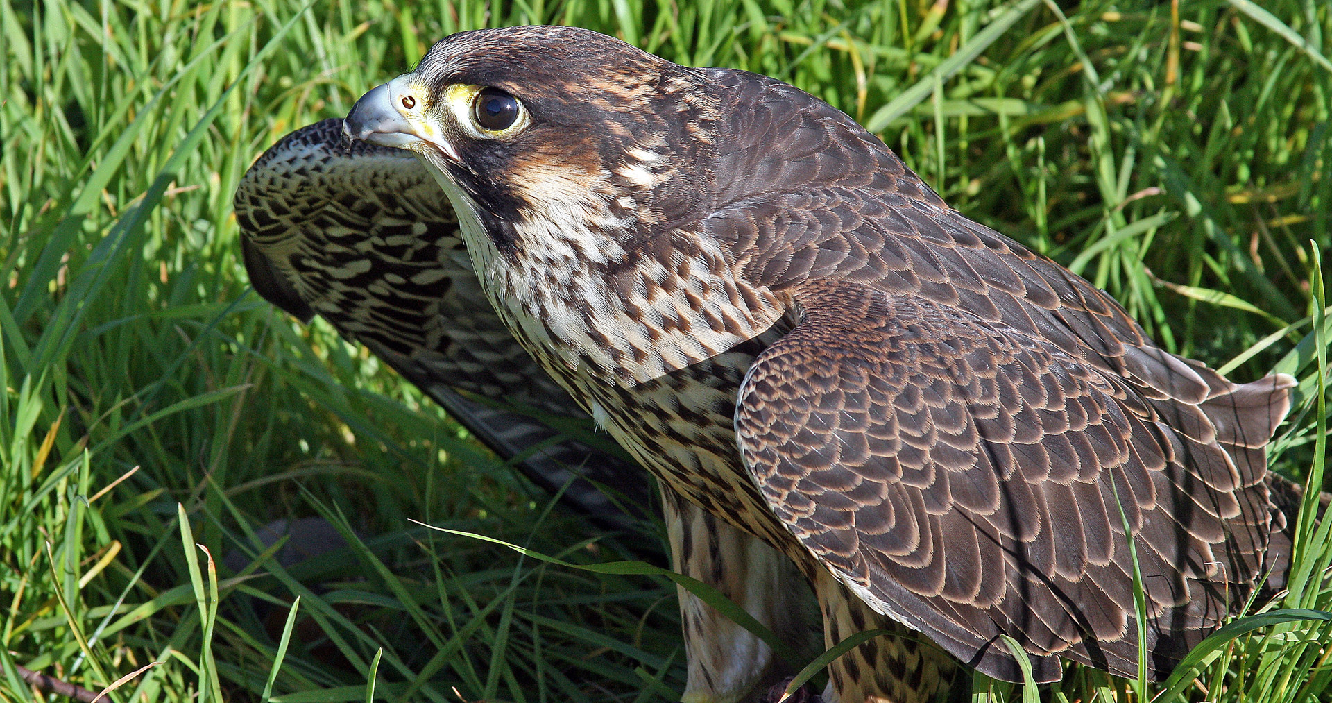 Wanderfalke nach der Landung