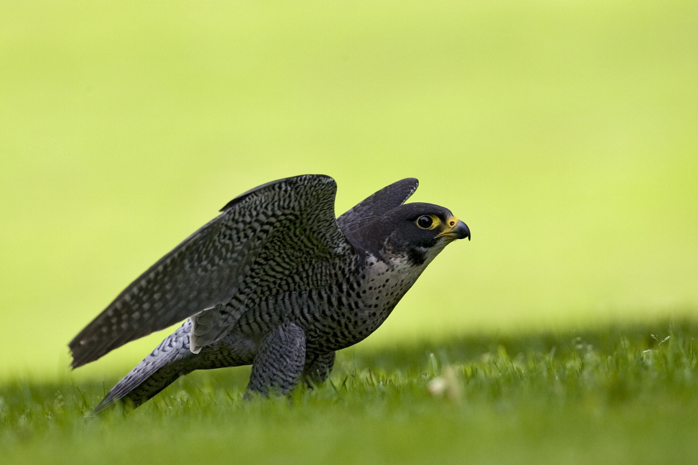 Wanderfalke nach "Schatten-Siesta" in Start-Position ......