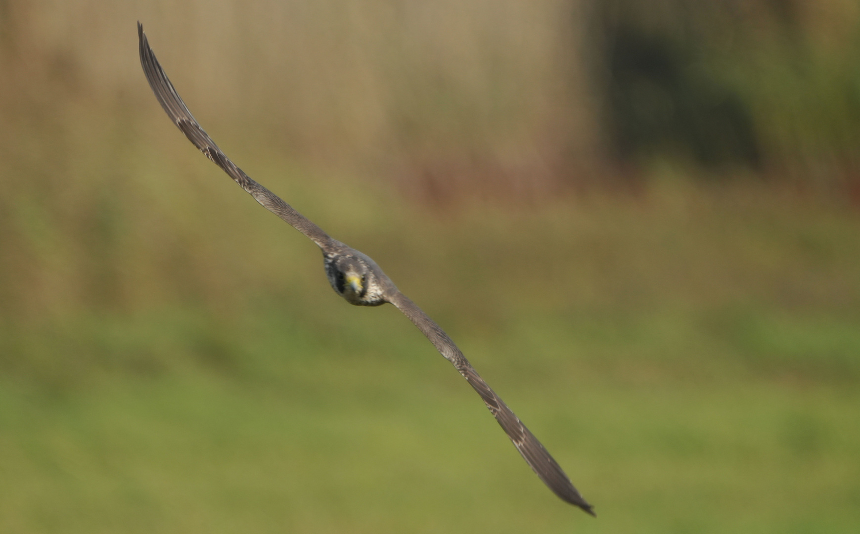 Wanderfalke Nachwuchs.