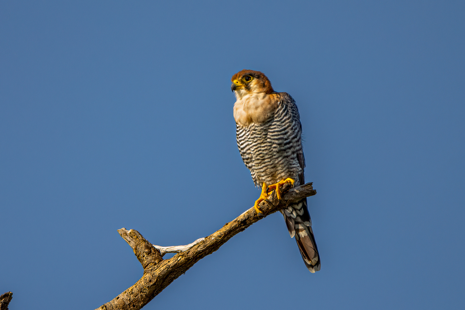 Wanderfalke (Peregrine falcon)