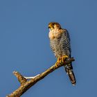 Wanderfalke (Peregrine falcon)