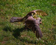 Wanderfalke schlägt Beute