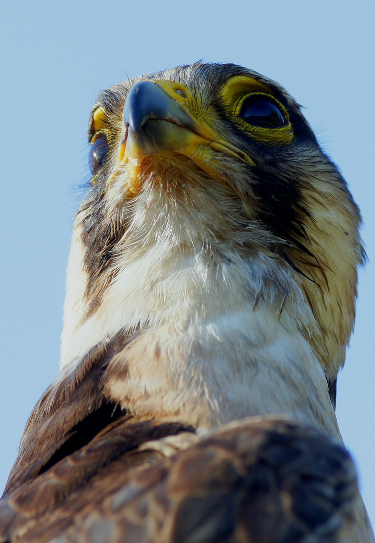 Wanderfalke/Falco peregrinus