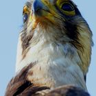 Wanderfalke/Falco peregrinus
