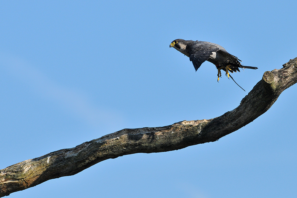 Wanderfalken – Abflug 01