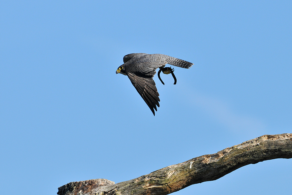 Wanderfalken – Abflug 03