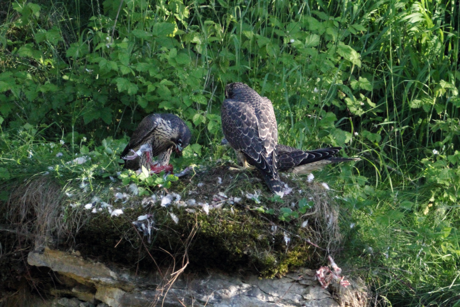 Wanderfalken Jungtiere beim Fressen Bild3