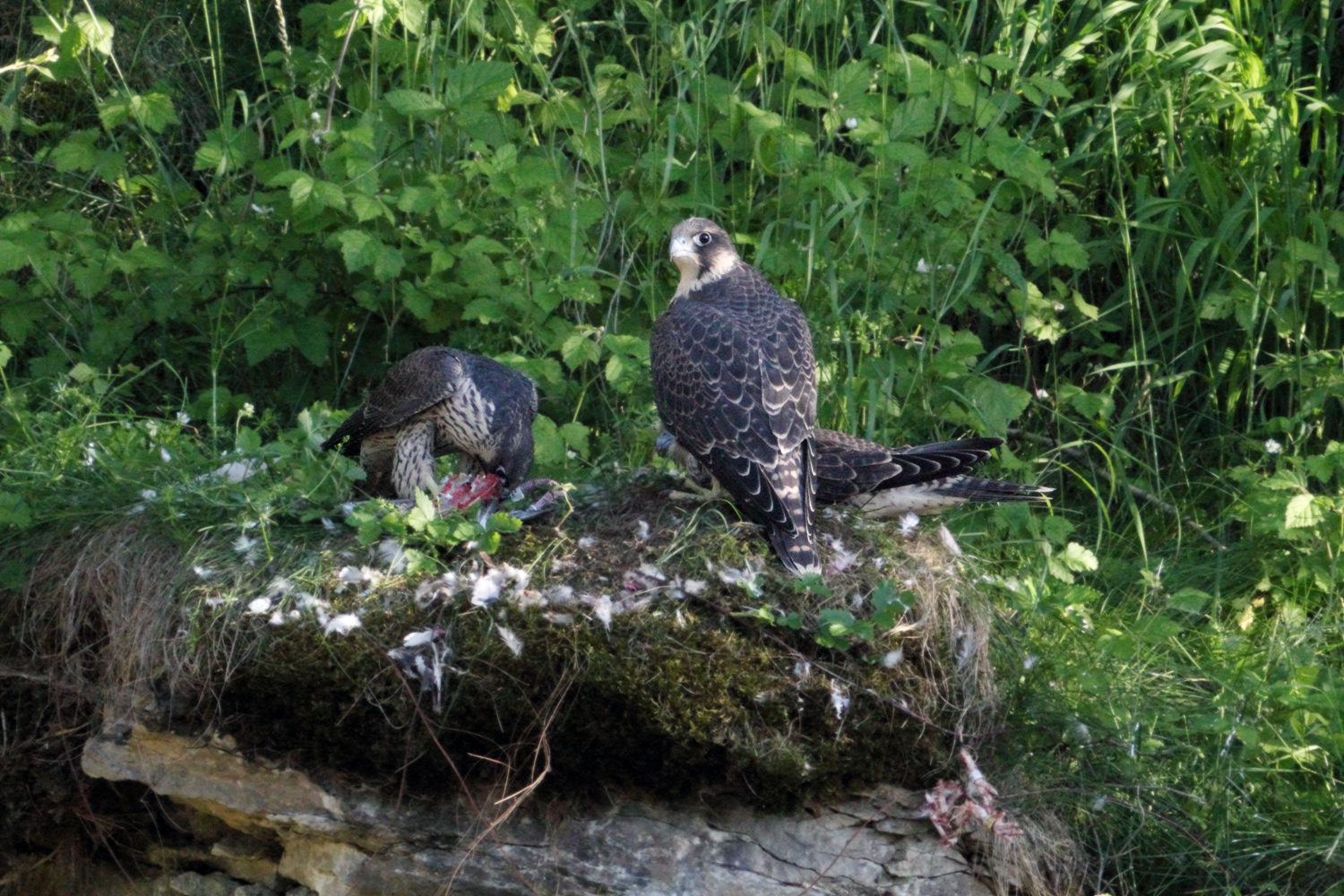 Wanderfalken Jungtiere beim Fressen Bild4