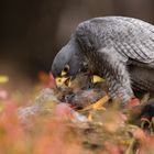 Wanderfalkes Mahlzeit