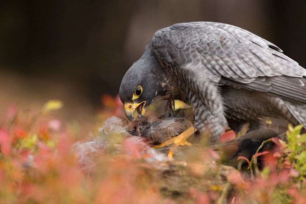 Wanderfalkes Mahlzeit