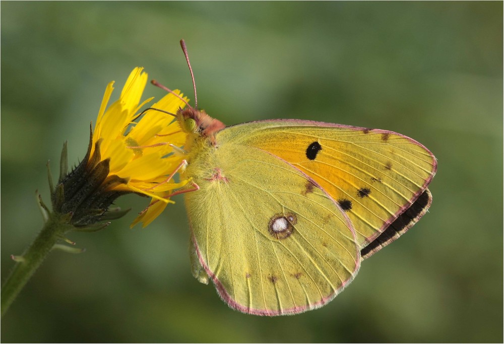 Wandergelbling (colias croceus).