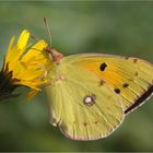 Wandergelbling (colias croceus).