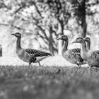 "Wandergruppe...in Luzern"