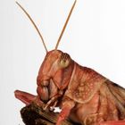 Wanderheuschrecke 1 (Locusta migratoria)