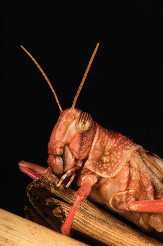Wanderheuschrecke 2 (Locusta migratoria)