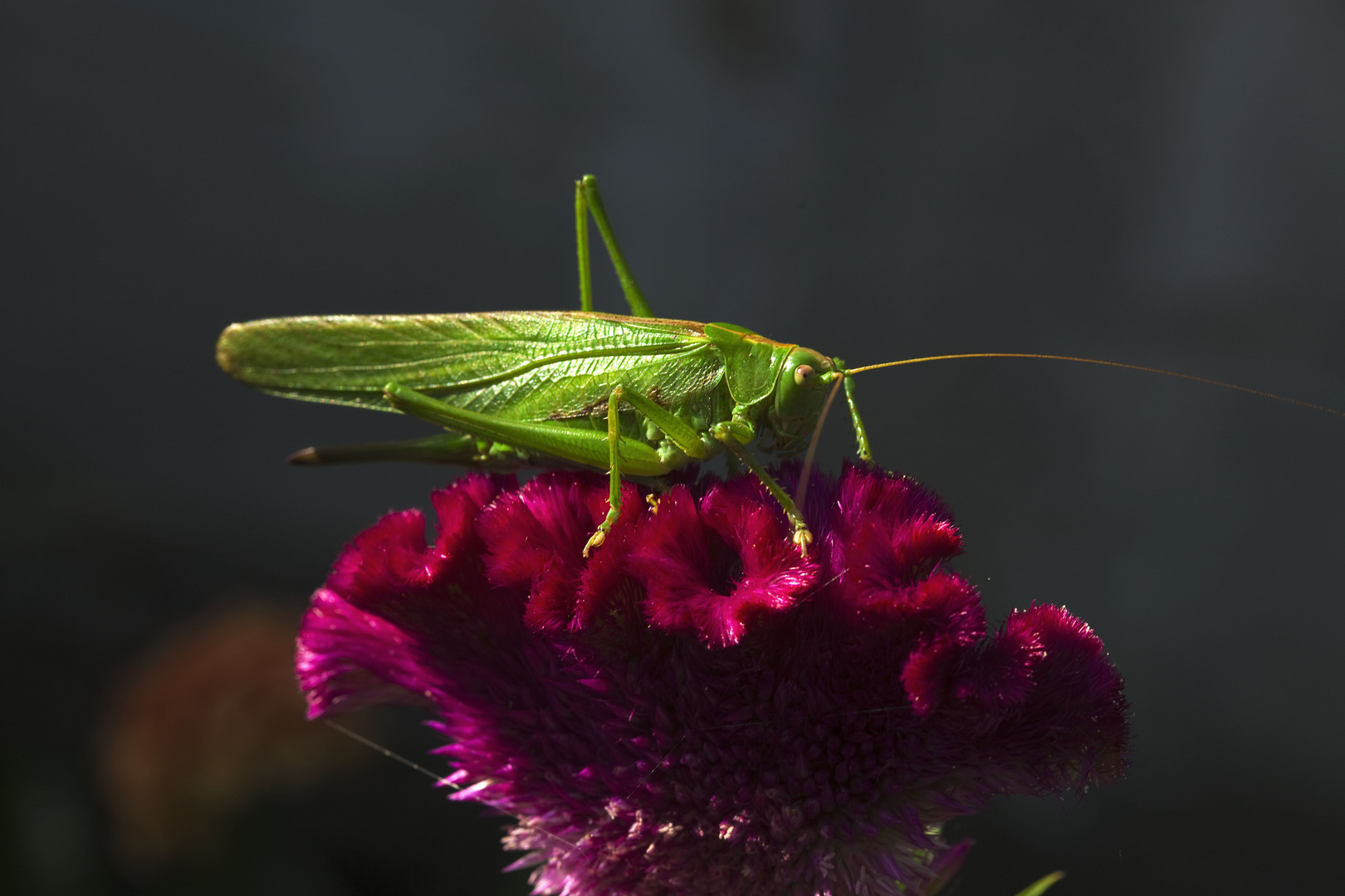 Wanderheuschrecke Foto & Bild | tiere, natur Bilder auf fotocommunity