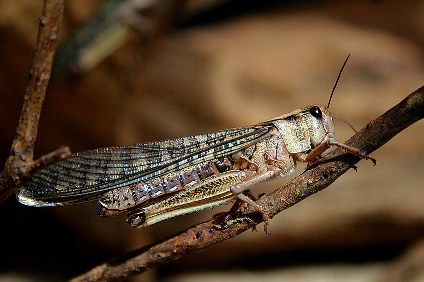 Wanderheuschrecke - Locusta migratoria/Vorkommen:Nordafrika, Asien, Südeuropa