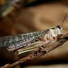 Wanderheuschrecke - Locusta migratoria/Vorkommen:Nordafrika, Asien, Südeuropa