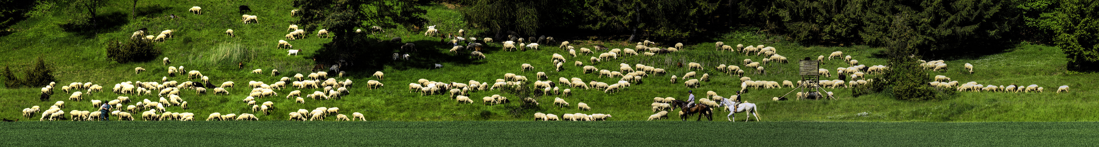 Wanderhirte mit seinem Rudel