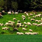 Wanderhirte mit seinem Rudel