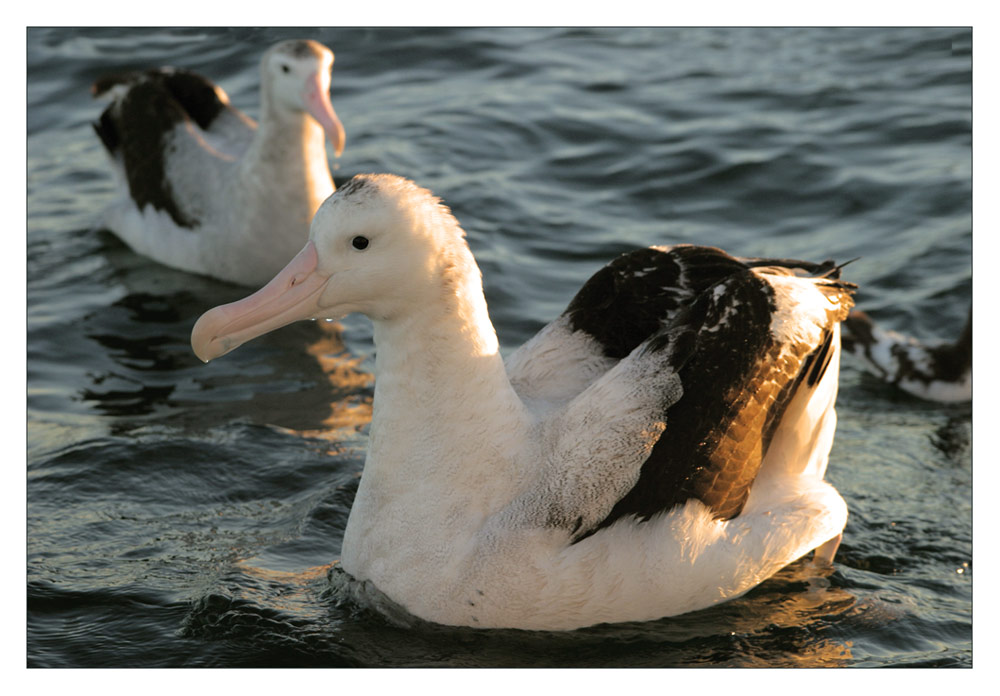 wandering albatross