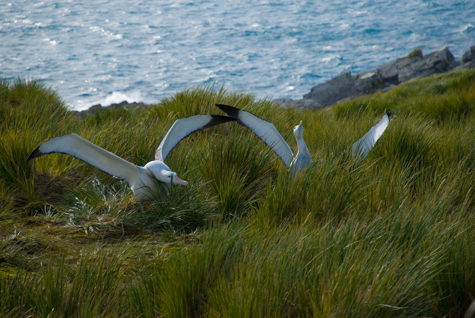 Wandering Albatross