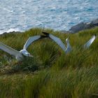 Wandering Albatross