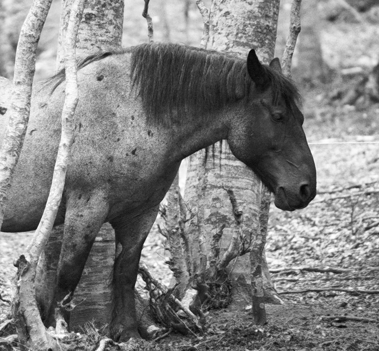 wandering horse