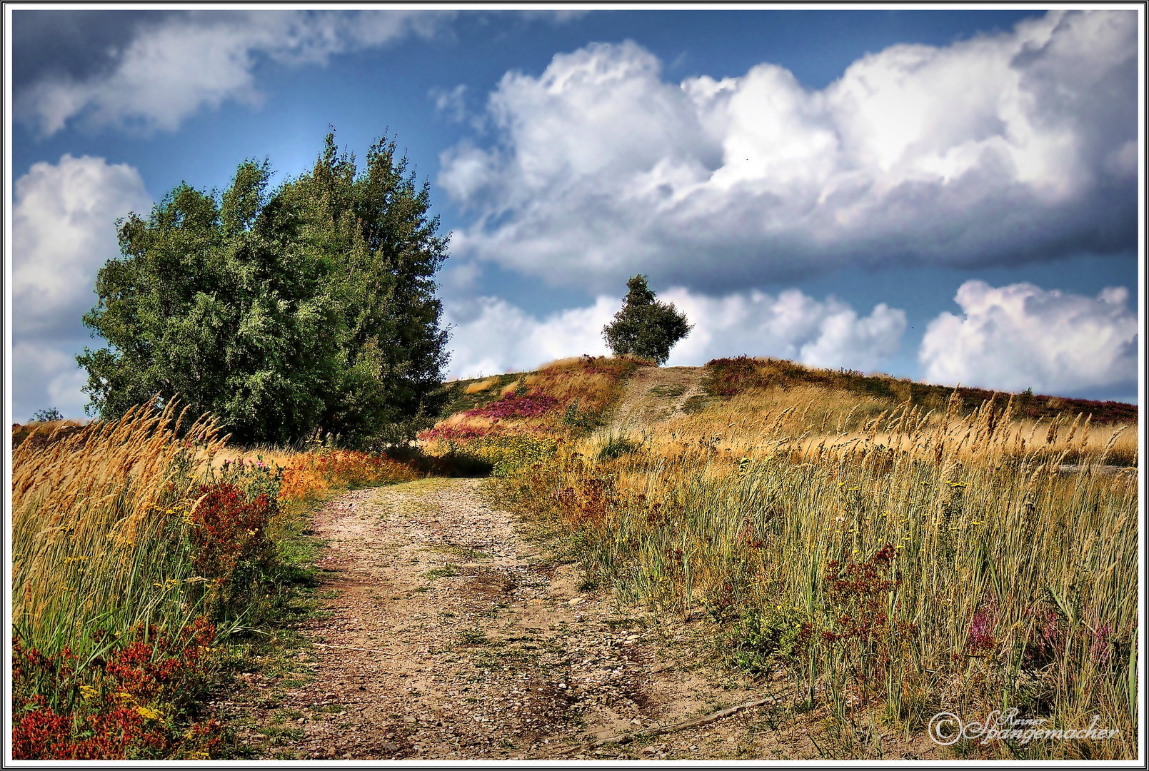 Wandern am Brunsberg Nordheide