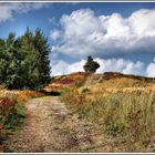 Wandern am Brunsberg Nordheide