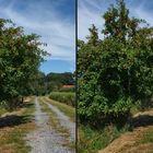 Wandern auf dem Kardinalsweg: auf dem Apfelbaumweg (3D Kreuzblick)