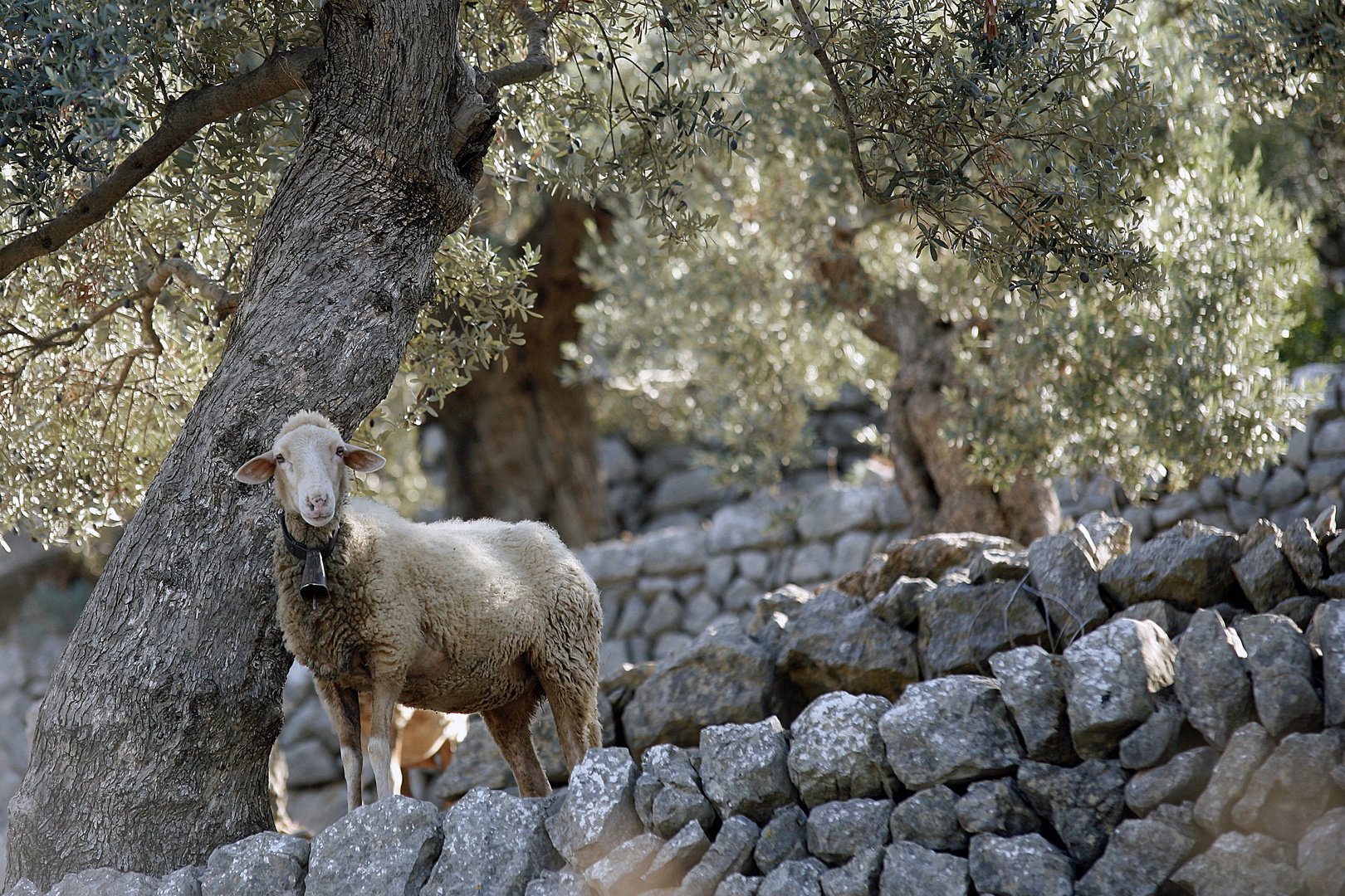 Wandern auf Mallorca