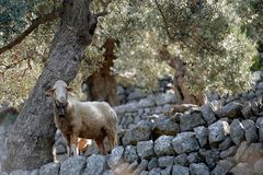 Wandern auf Mallorca