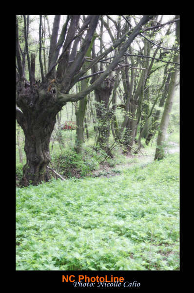 Wandern bei Bad Berka in Thüringen