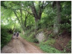 Wandern bei Oberzaunsbach