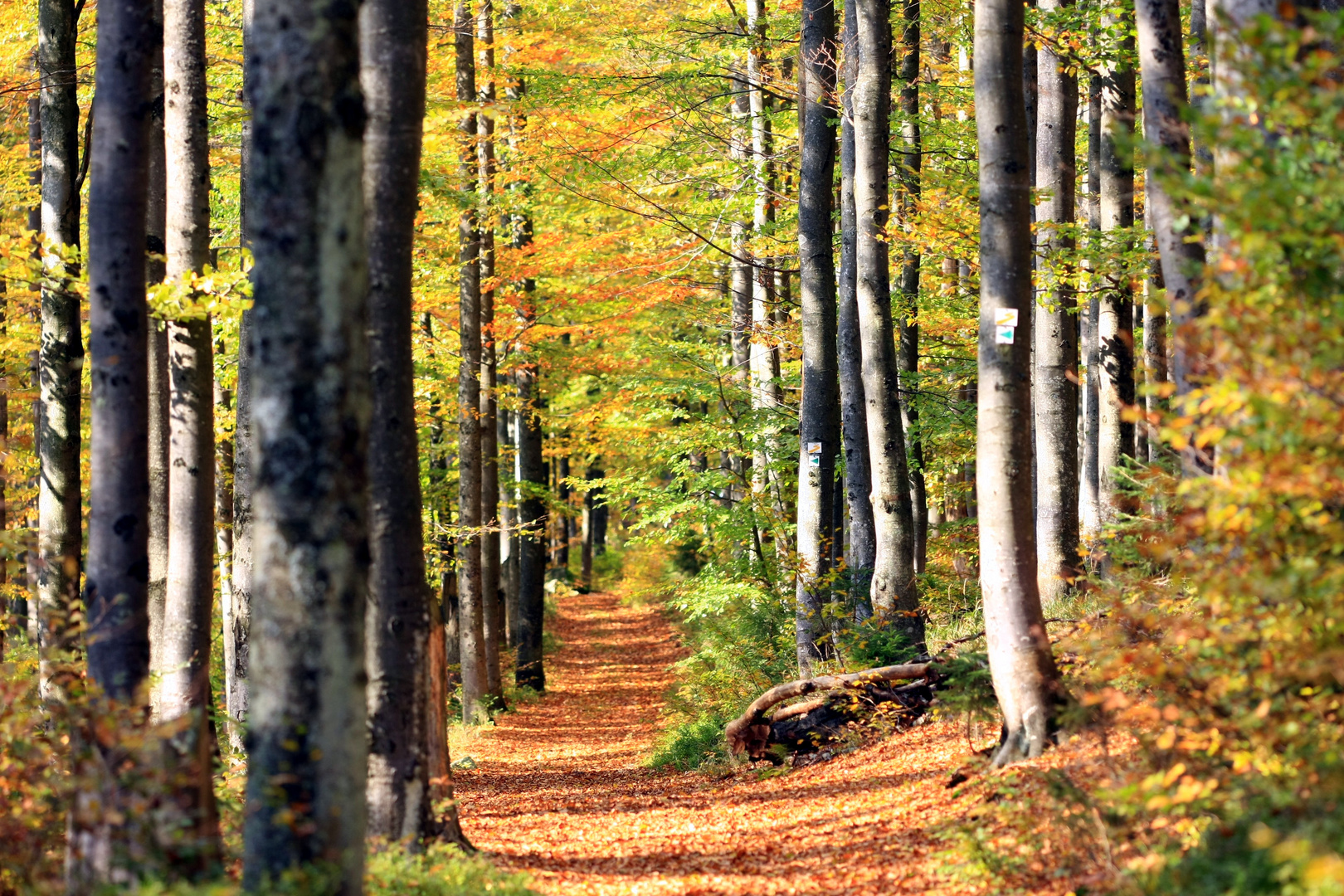 Wandern durch den goldenen Herbstwald