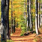 Wandern durch den goldenen Herbstwald