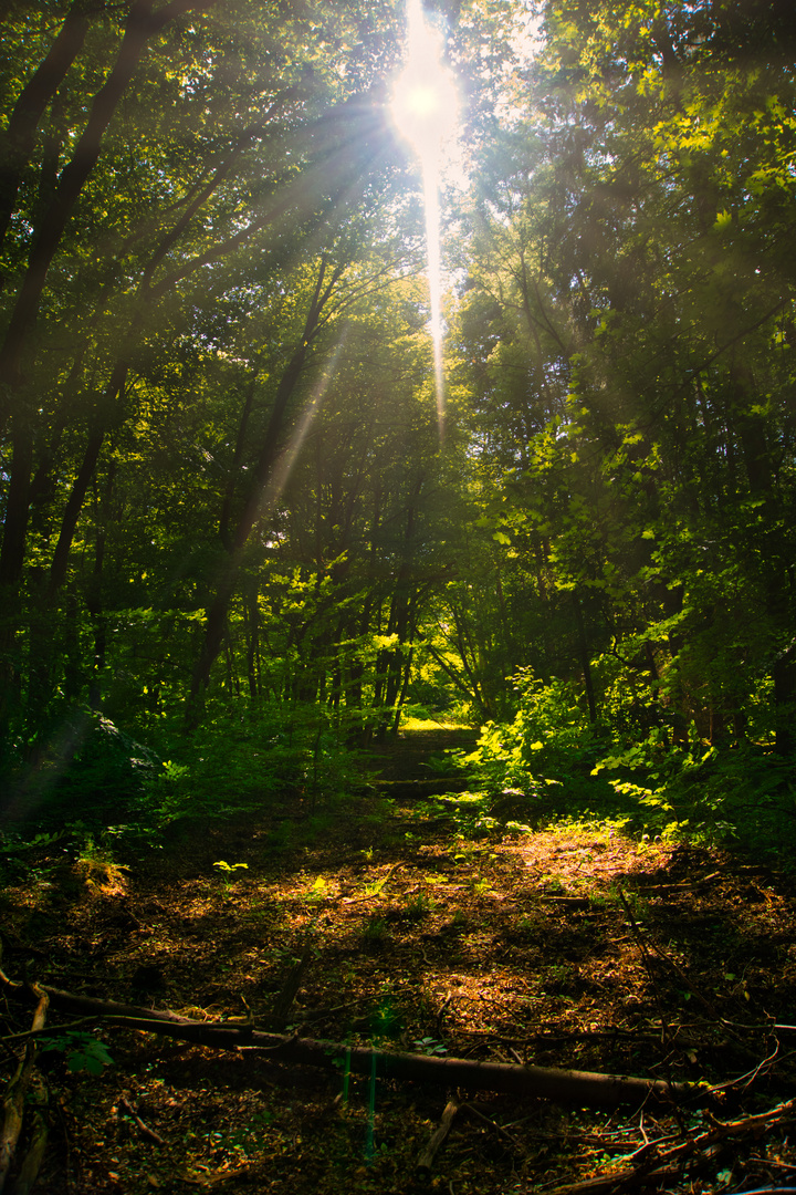 Wandern durch den Hainich. 