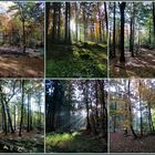 Wandern durch den Herbstwald und tief durchatmen,so erholsam :-)))