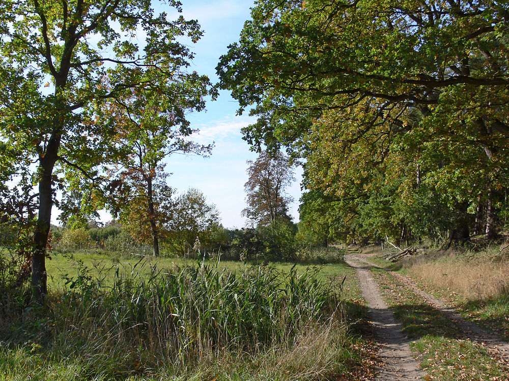 Wandern durch den Müritz-Nationalpark