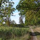 Wandern durch den Müritz-Nationalpark