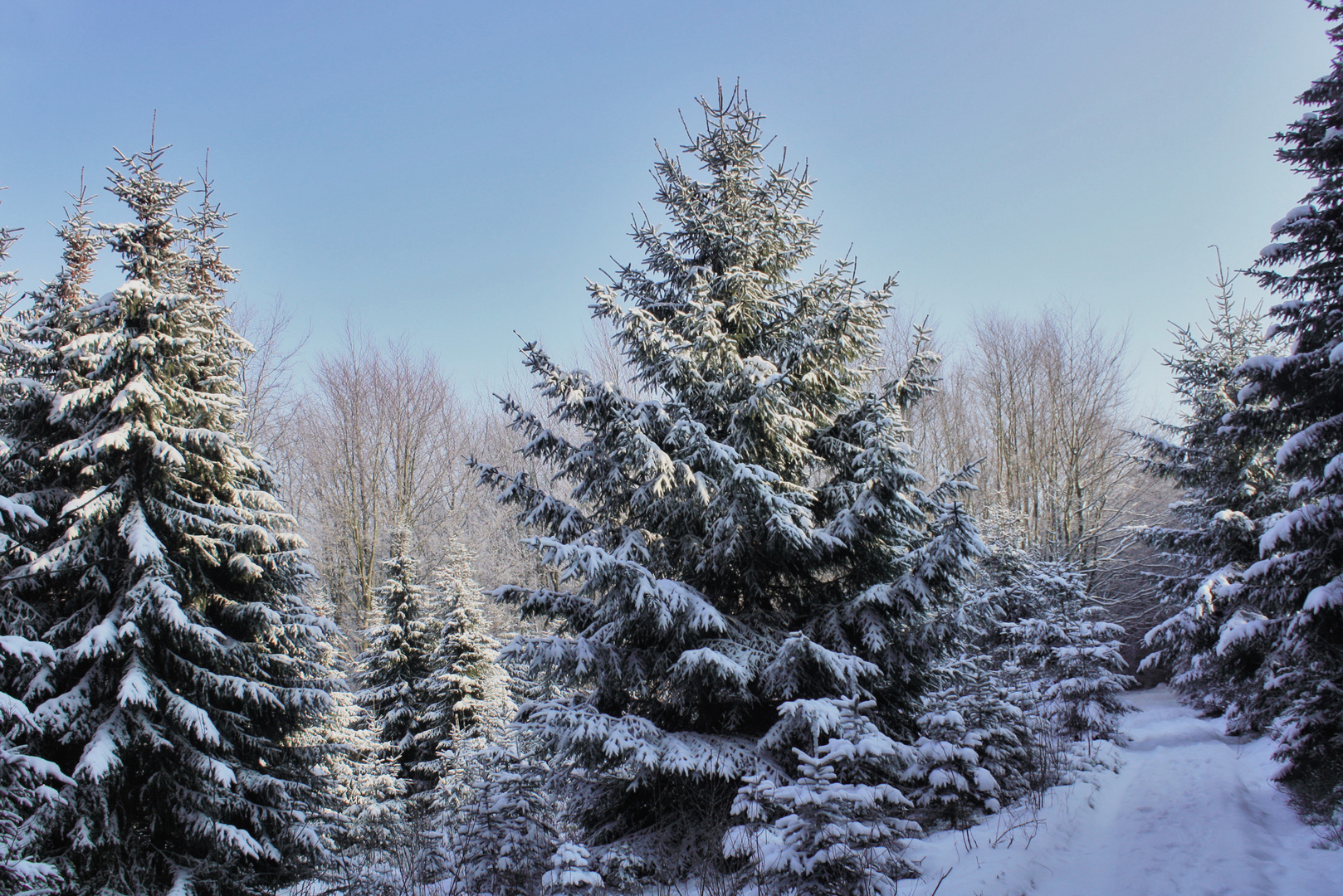 wandern durch den weißen winterwald