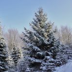 wandern durch den weißen winterwald