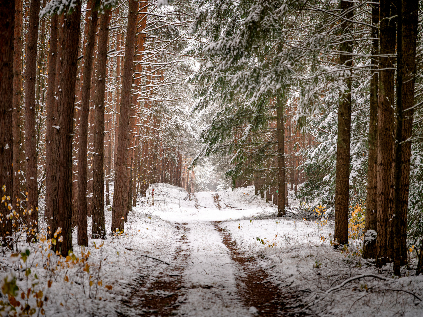 Wandern durch den Winterwald