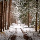 Wandern durch den Winterwald