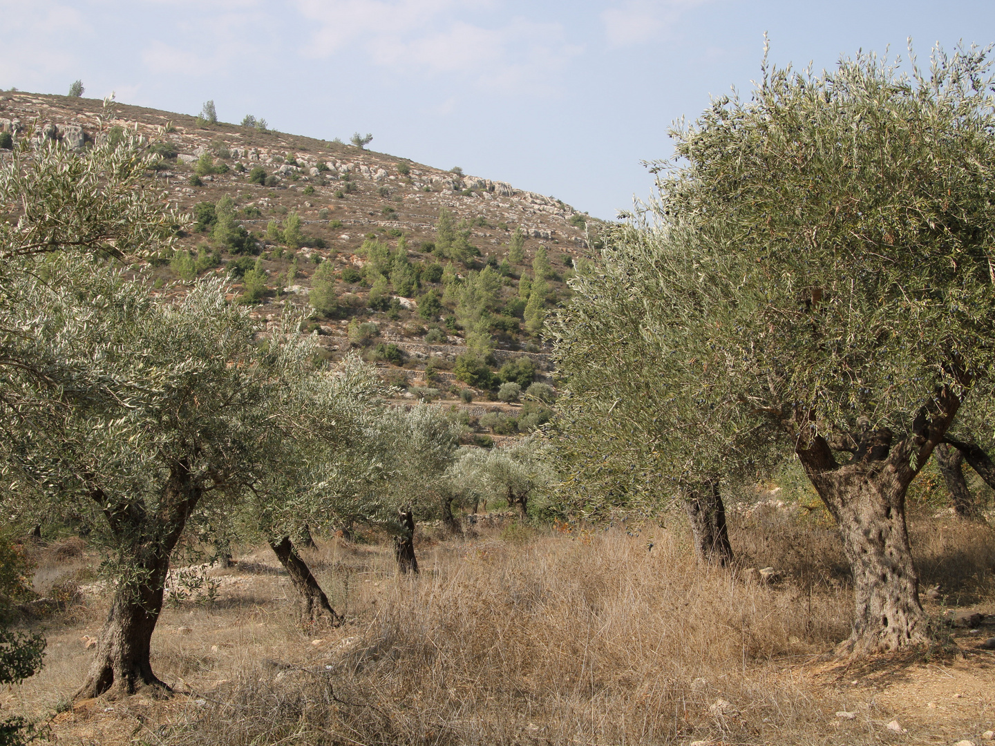 Wandern durch Olivenfelder in Israel