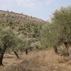 Wandern durch Olivenfelder in Israel