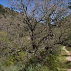 Wandern entlang des Rio Guadiaro 2